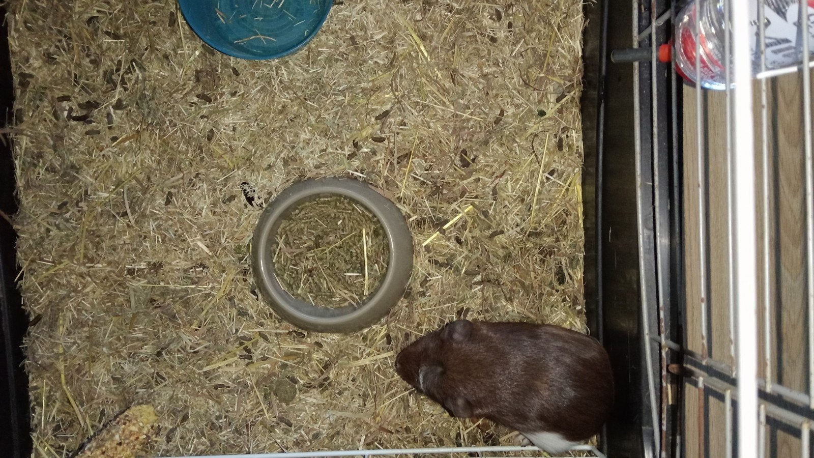 Lieve aanhankelijke baby cavia van bijna 6 weken, Cavia, Mannelijk, Mei, Tam