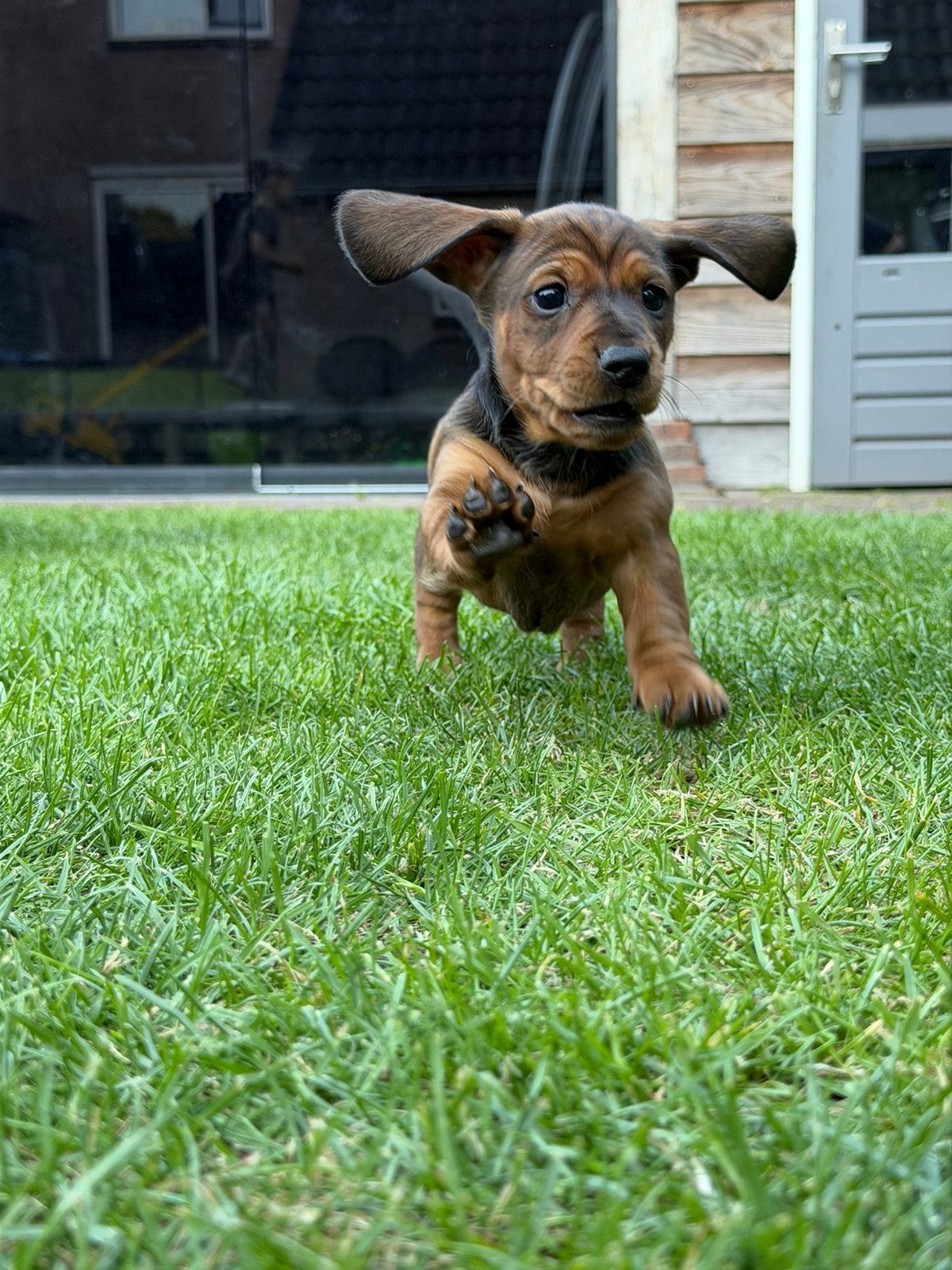 Twee pachtige Teckel - tekkel - tackel pups black/tan &bruin, Standaard, 8 tot 15 weken, Korthaar, Teef