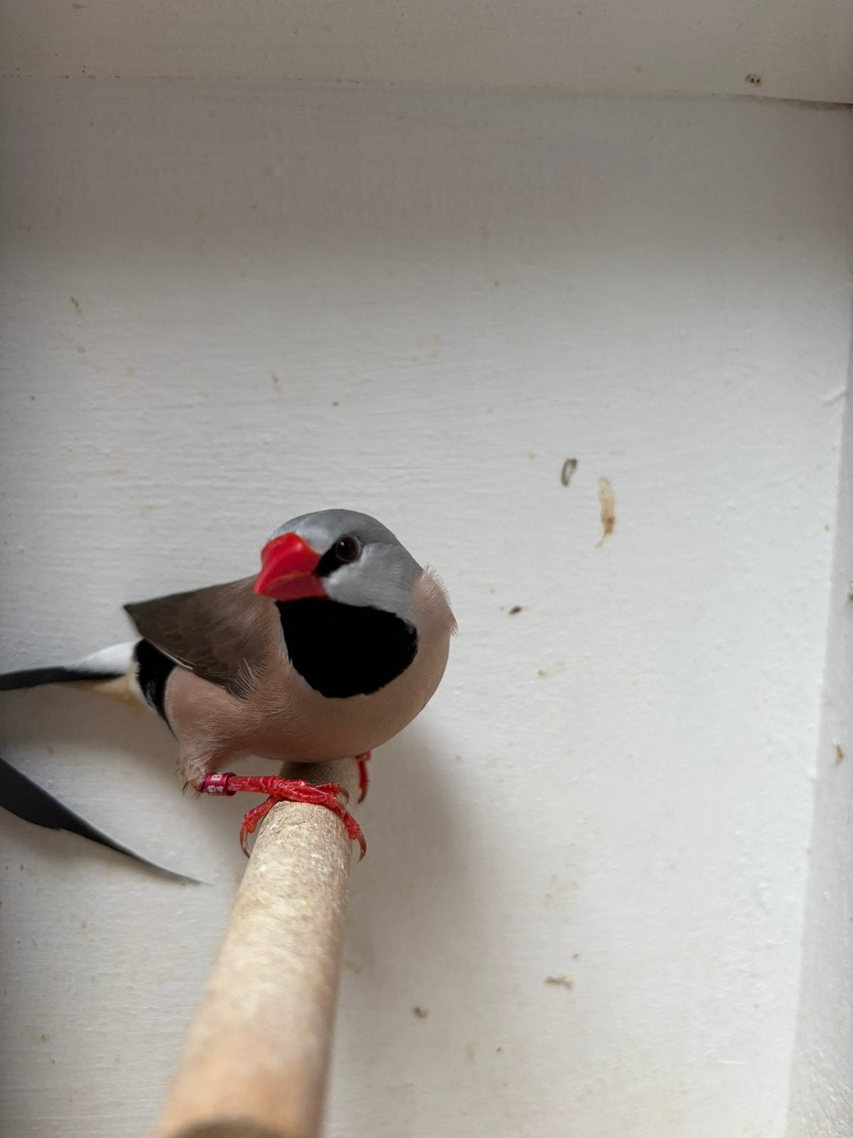 Koppel spitstaartamadines te koop!, Dieren en Toebehoren, Meerdere dieren, Tropenvogel, Geringd