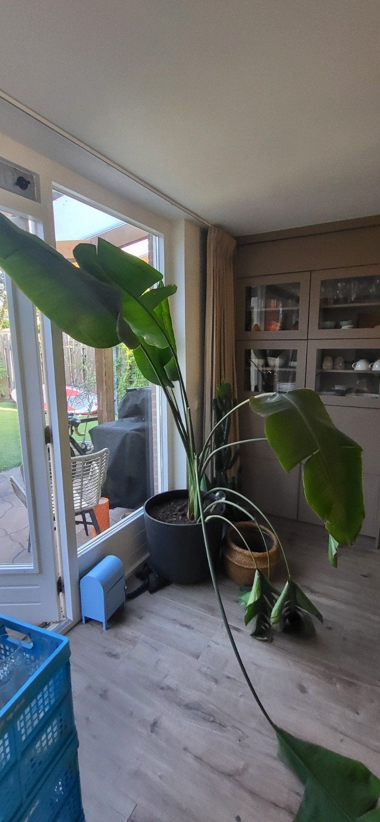 Strelitzia - Grote kamerplant zoekt plantendokter, Ophalen, 200 cm of meer, Overige soorten, Volle zon