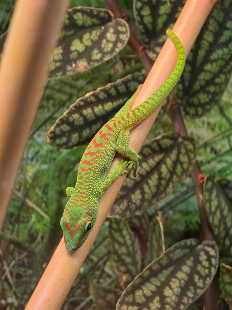 Phelsuma Grandis (high red) - Daggekko - Day gecko, Hagedis, 0 tot 2 jaar
