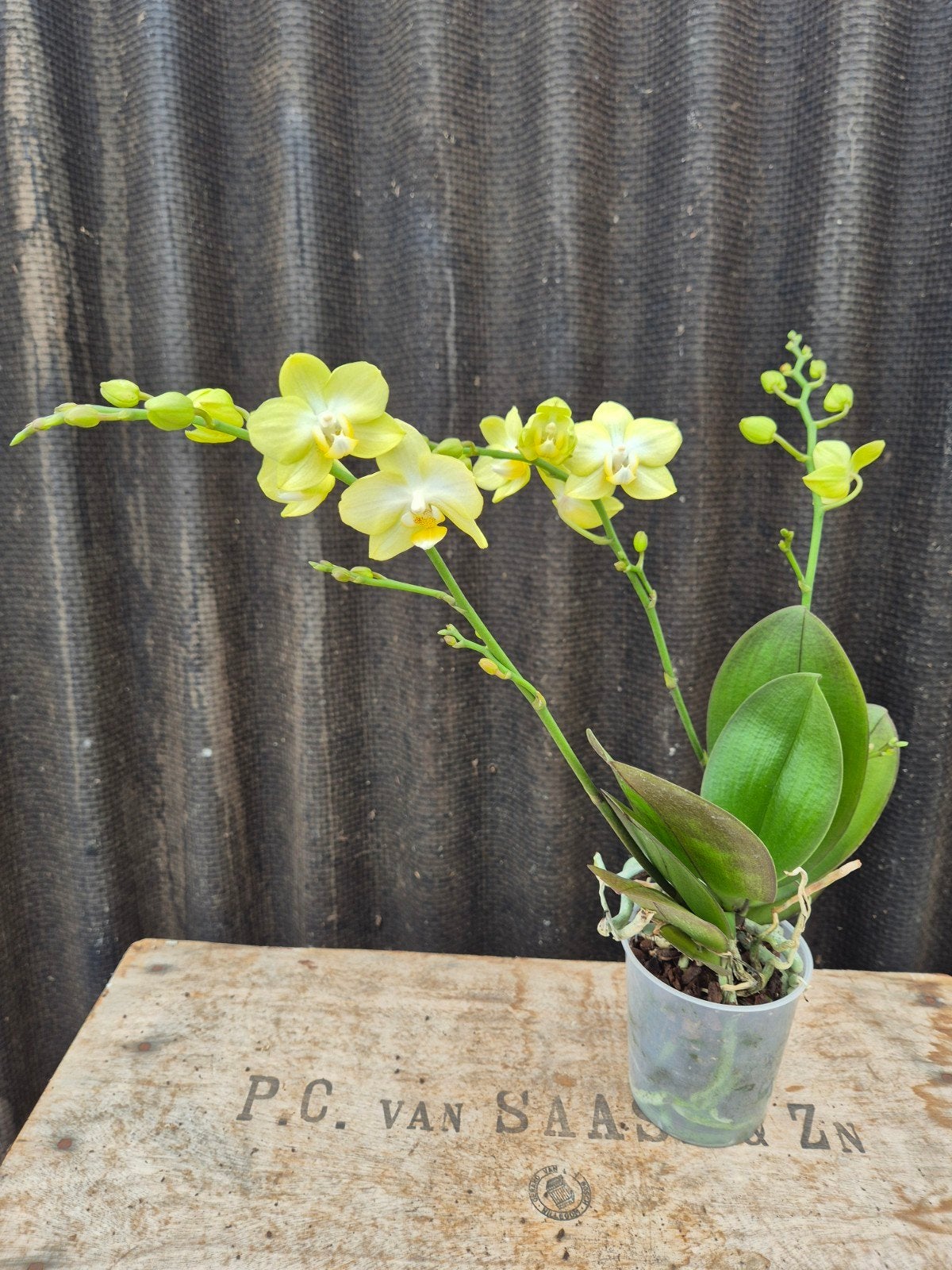 Orchidee Phalaenopsis SunnyShore p9, Ophalen of Verzenden, Halfschaduw, Minder dan 100 cm
