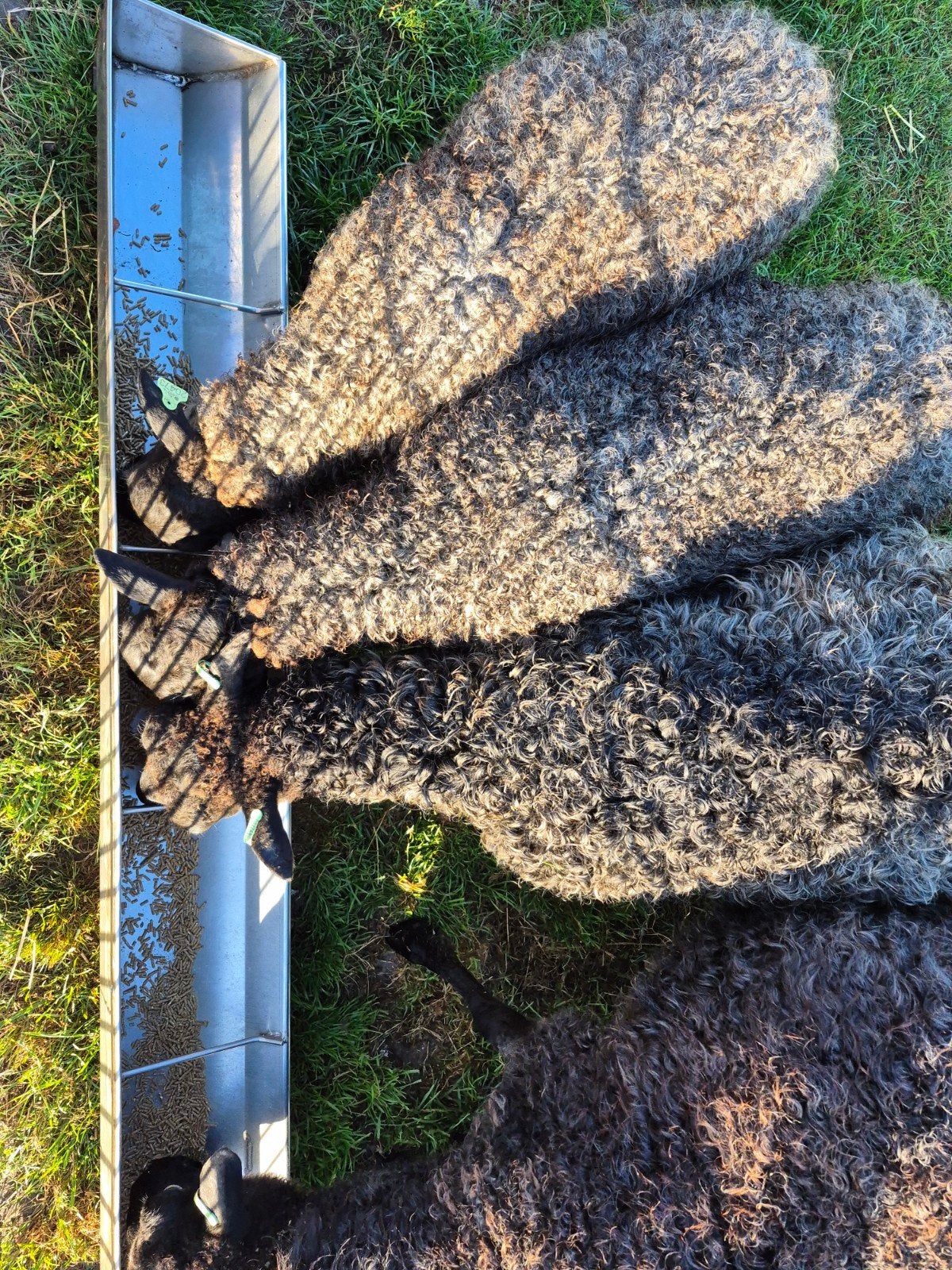 RVS Voertrog  - ideaal voor schapen of andere dieren, Ophalen