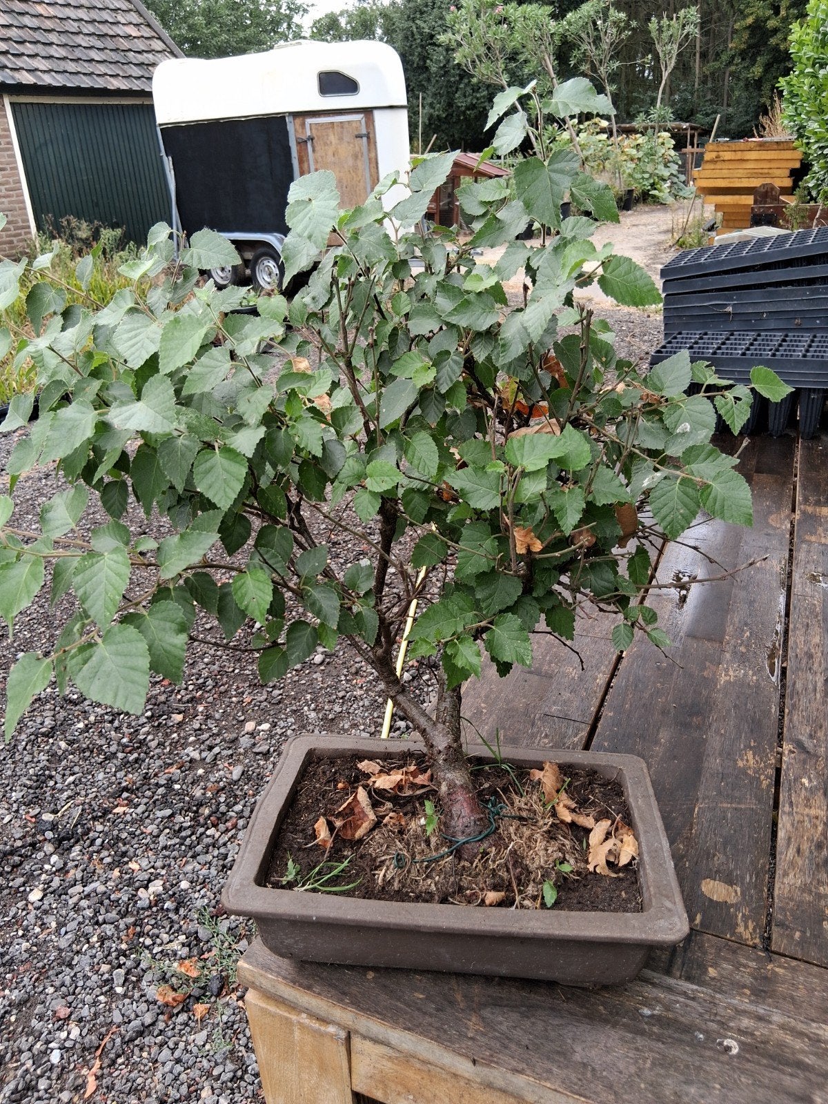Pre bonsai alnus, Ophalen, Bloeit niet, Halfschaduw, Overige soorten