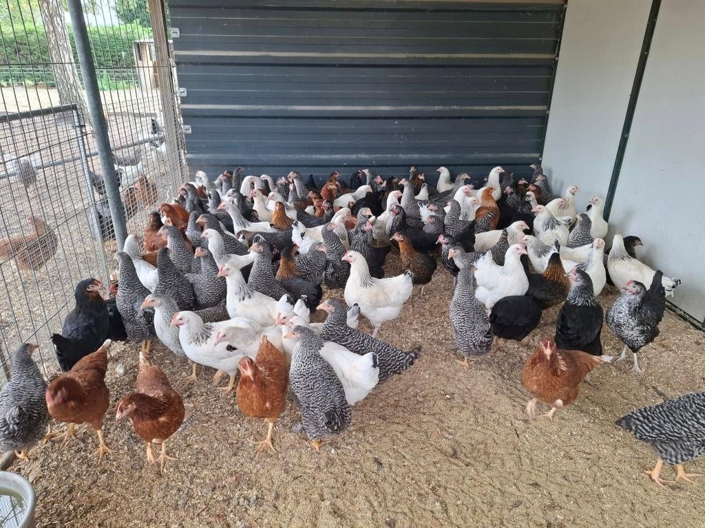 Grote keuze uit legkippen, sier- en krielrassen, Vrouwelijk, Kip