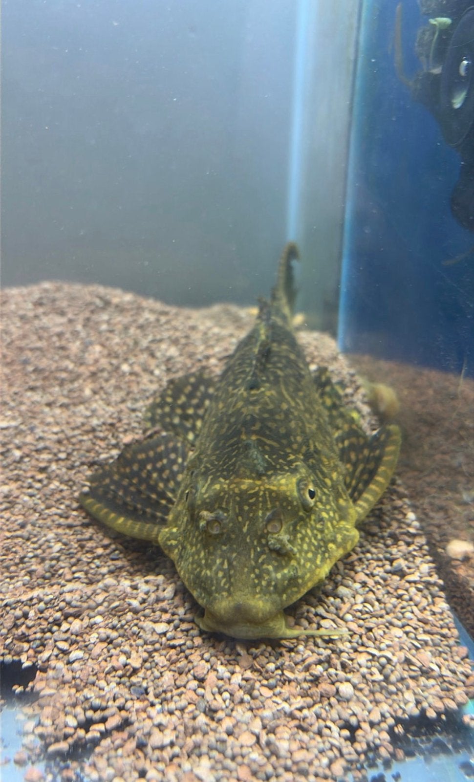 Pleco +- 20 cm moet weg!, Dieren en Toebehoren, Karper of Koi