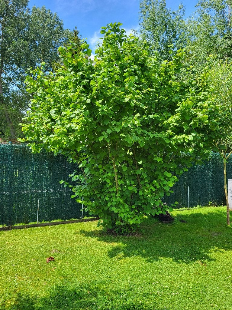 Hazelaar, Ophalen, Halfschaduw, Overige soorten, Lente