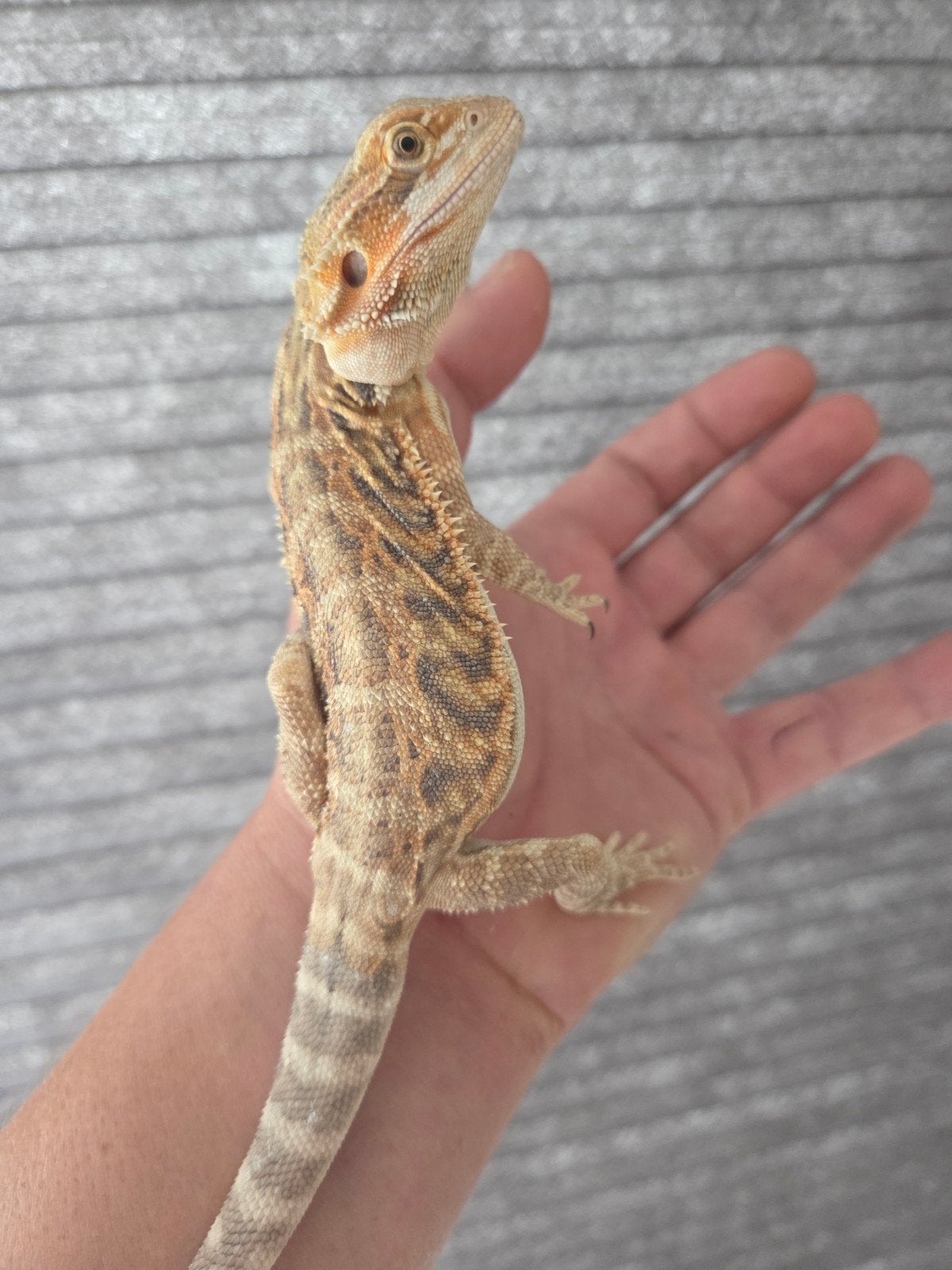 Baardagaam Pogona Vitticeps Normal Citrus Wildkleur Bearded Dragon - female for sale from r.greven1983