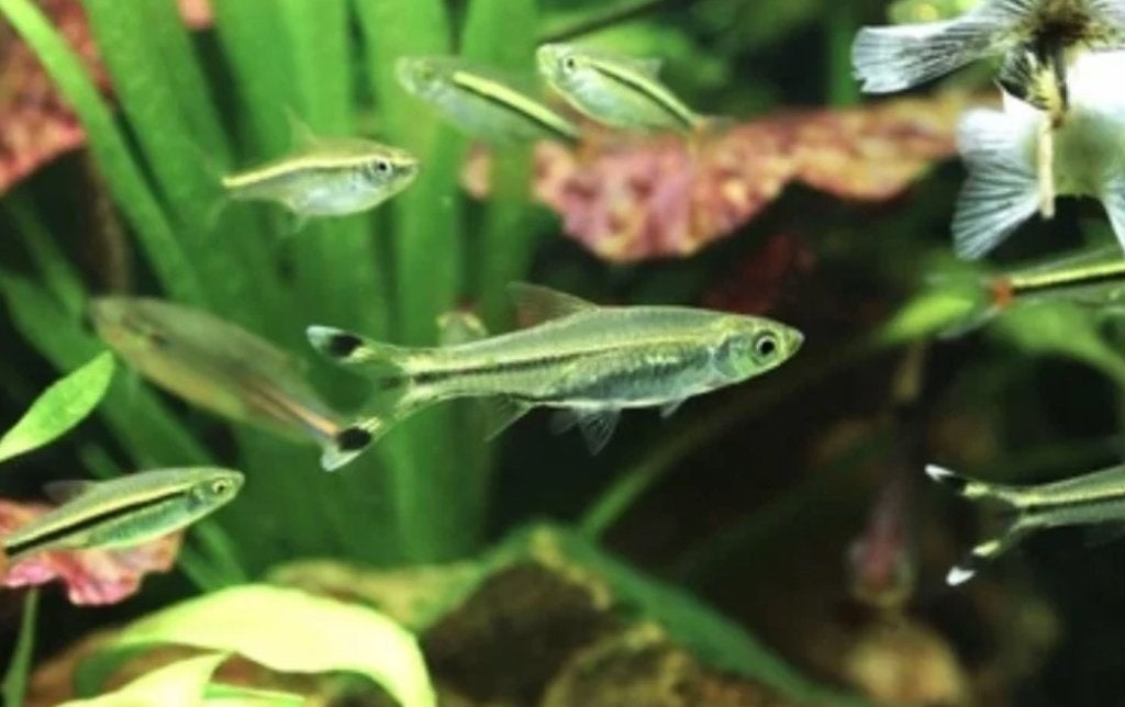 Rasbora trilineata Scissortail – Schaarstaart Rasbora, Dieren en Toebehoren, Vis, Zoetwatervis, Schoolvis