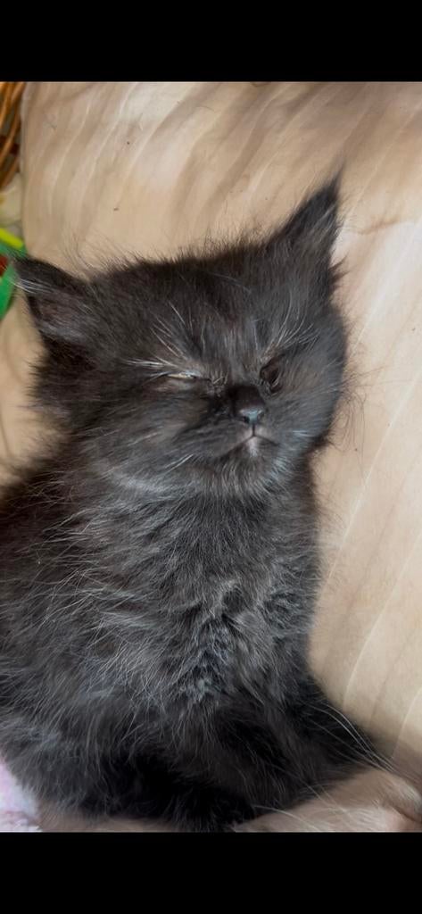 prachtige zwarte kitten met fluffy vacht en prachtige haren, Dieren en Toebehoren, Kater, Ontwormd