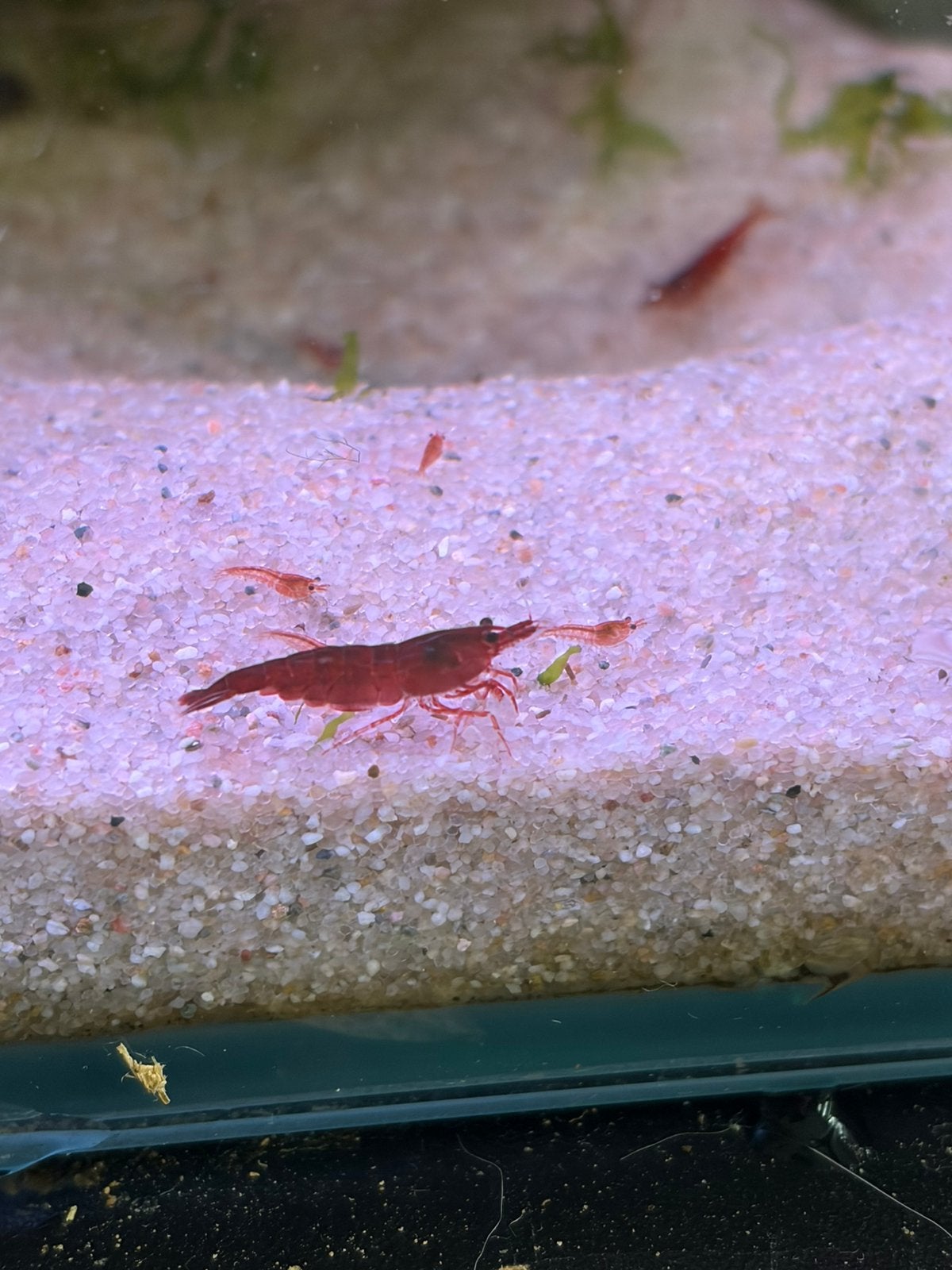 Kweekgroep bloody mary garnalen, Dieren en Toebehoren, Kreeft, Krab of Garnaal, Zoetwatervis