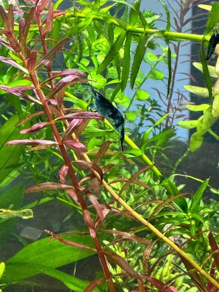 Blauwe dwerggarnalen (Blue Velvet), Dieren en Toebehoren, Vissen | Aquariumvissen, Kreeft, Krab of Garnaal