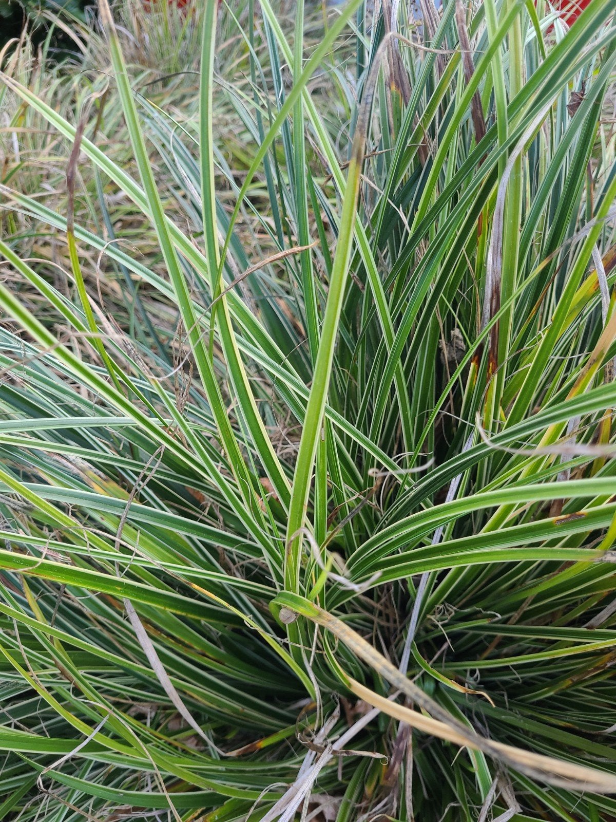 4x Carex Morroii (Japanse zegge) - Wintergroen & Polvormend, Tuin en Terras, Ophalen, Vaste plant, Siergrassen, Bloeit niet