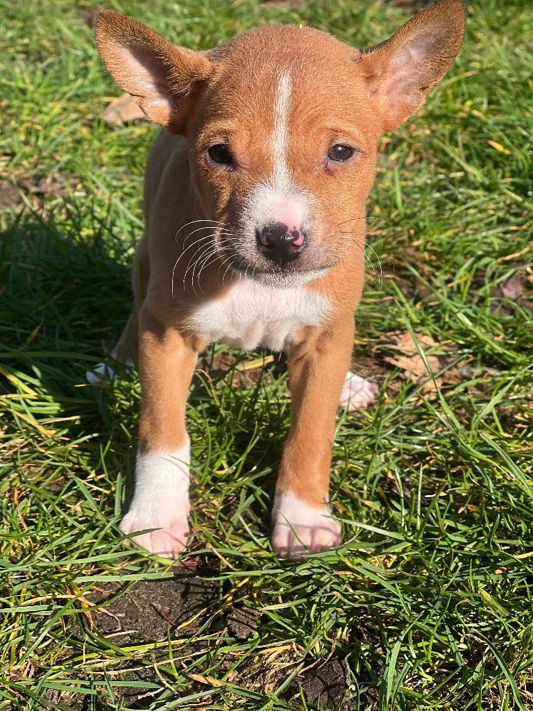 prachtige basenji pups bij ons geboren, Parvo, België, 15 weken tot 1 jaar, Overige rassen