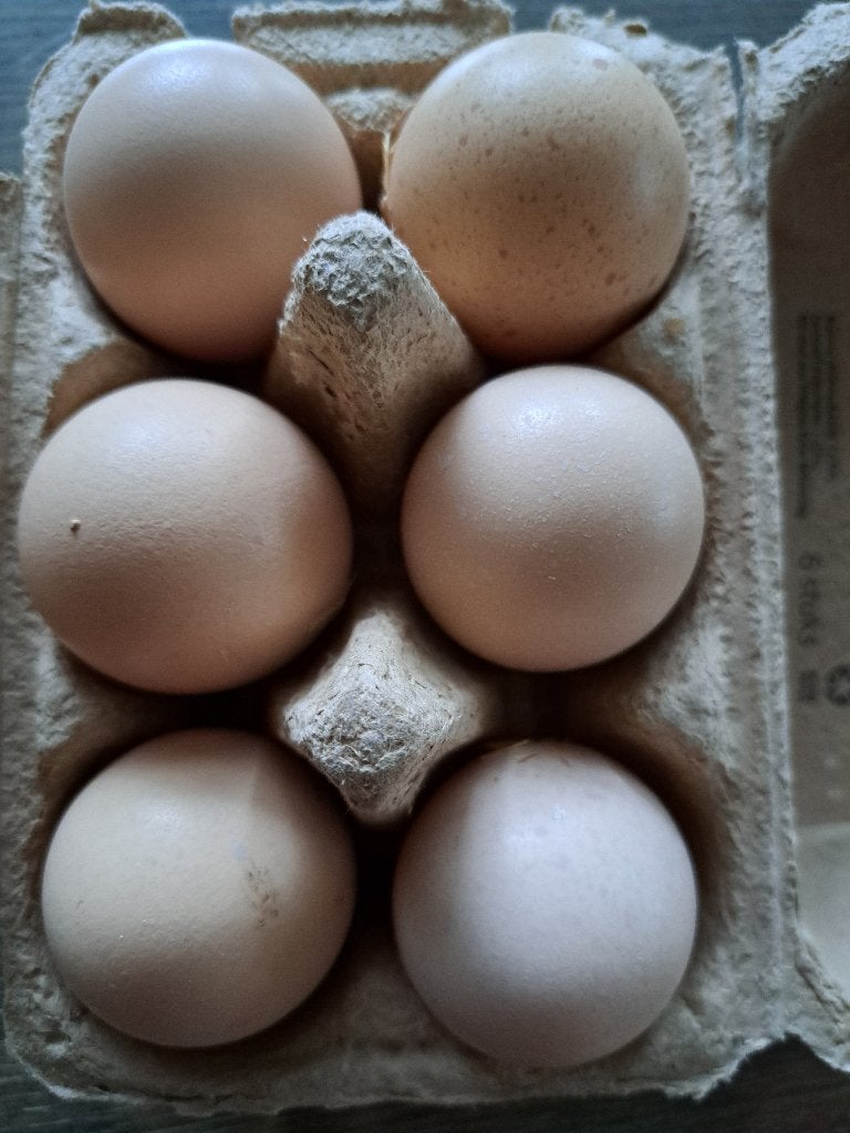 Broedeieren Amrock, Ophalen of Verzenden, Nieuw, Overige typen