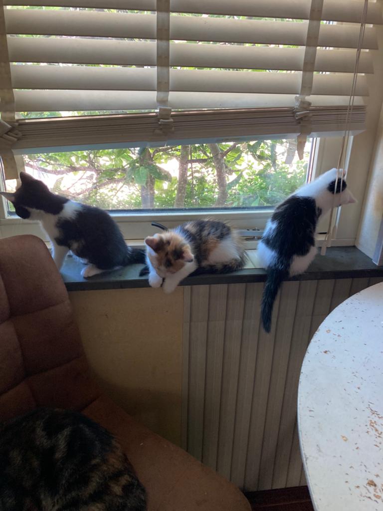 KITTENS te koop, Meerdere dieren, Ontwormd