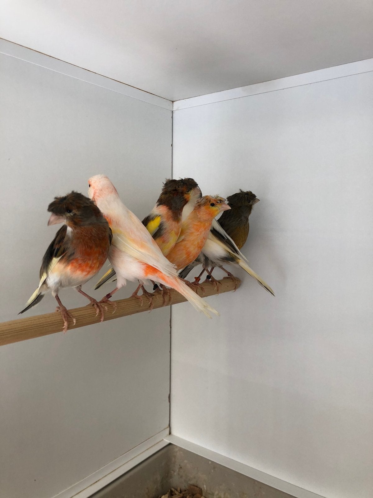 Div harlekijn kanaries, Dieren en Toebehoren, Vogels | Kanaries, Meerdere dieren, Kleurkanarie