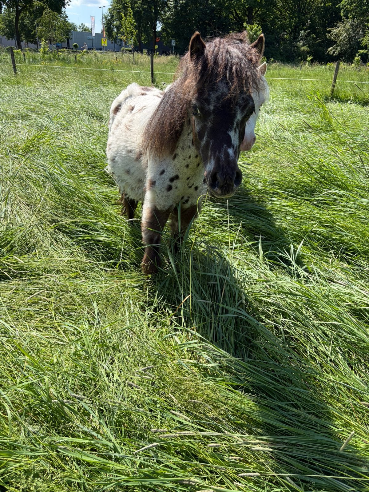 Tekoop mooi appaloosa hengst jaarling, Dieren en Toebehoren, Hengst