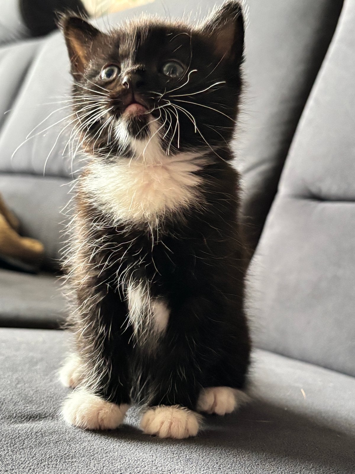 Super lieve Kittens (Beide Gereserveerd), Meerdere dieren, Kortharig, 0 tot 2 jaar