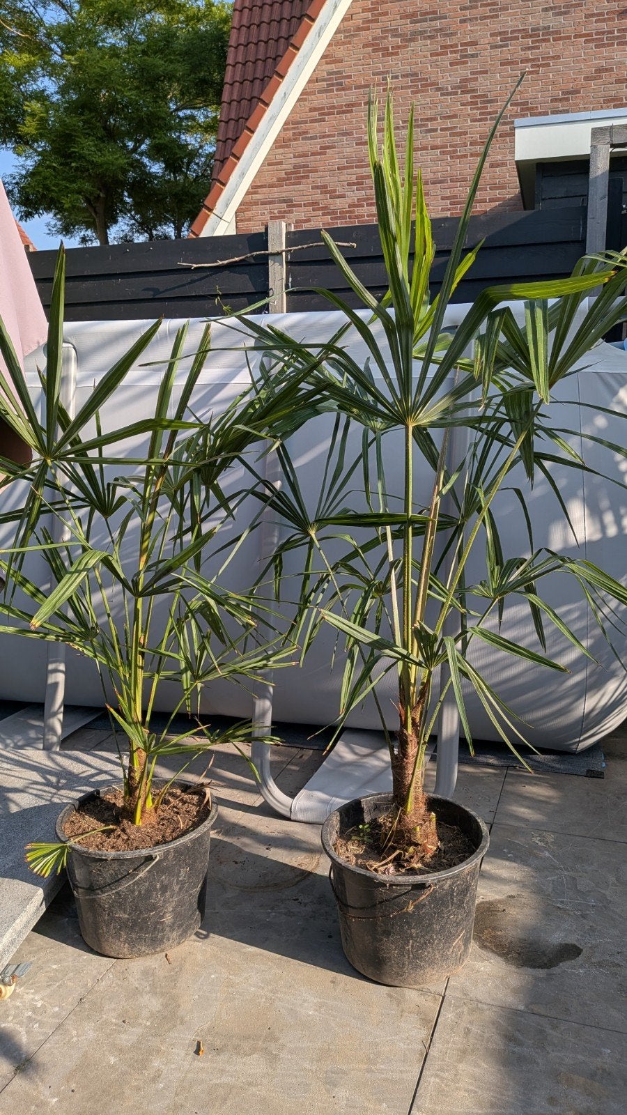 Winterharde Trachycarpus Fortunei Palmen, Ophalen, Bloeit niet, Overige soorten, Volle zon