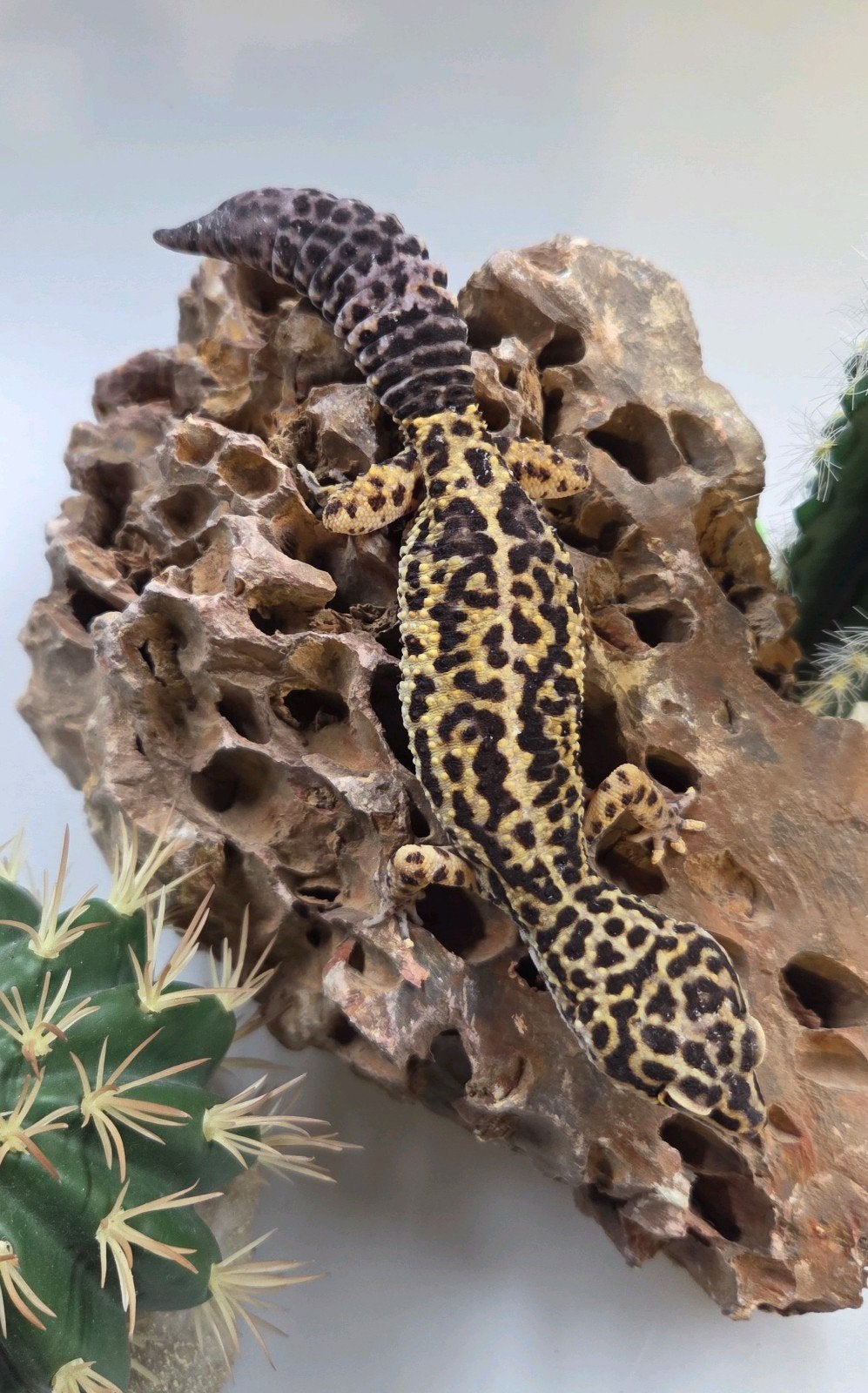 Luipaardgekko vrouw Leopard Gecko photo 3