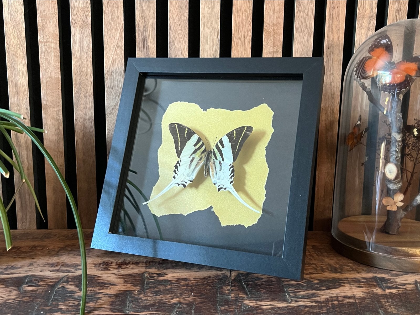 Graphium Androcles vlinder in lijst met gouden achtergrond, Ophalen of Verzenden, Zo goed als nieuw, Insect, Opgezet dier
