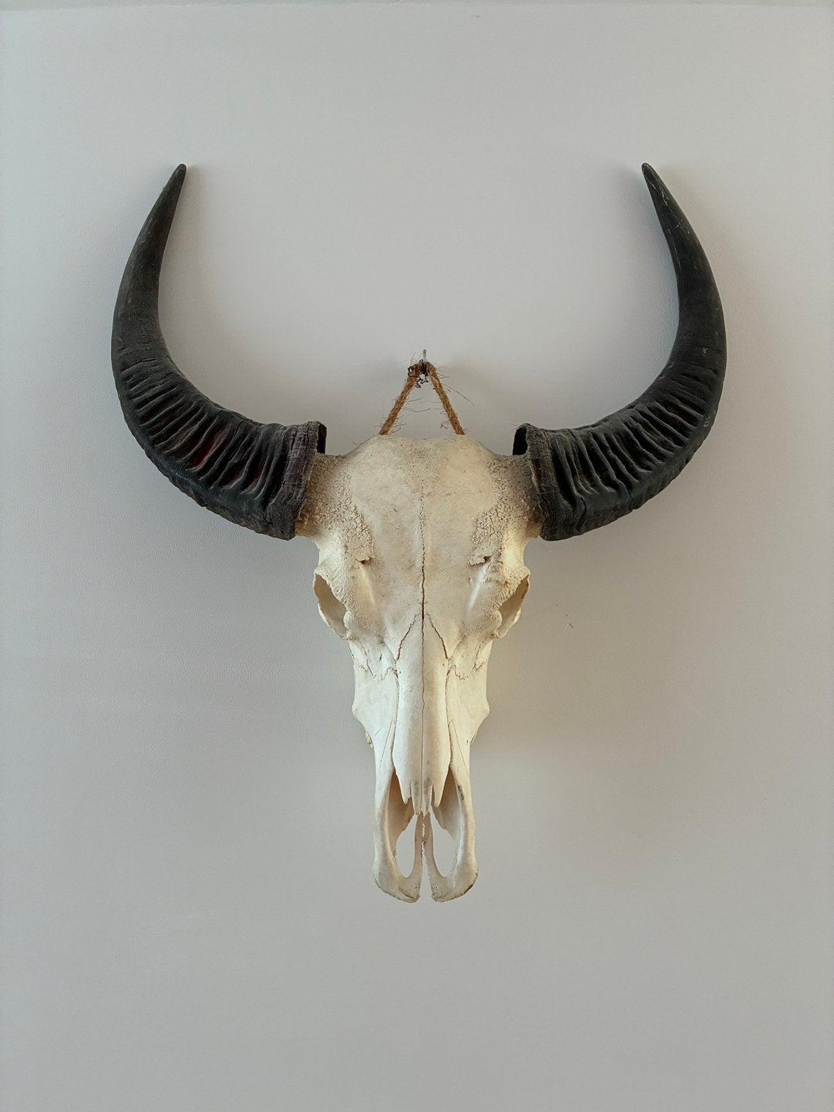 Skull buffel, dierenschedel, Ophalen, Gebruikt, Wild dier, Schedel