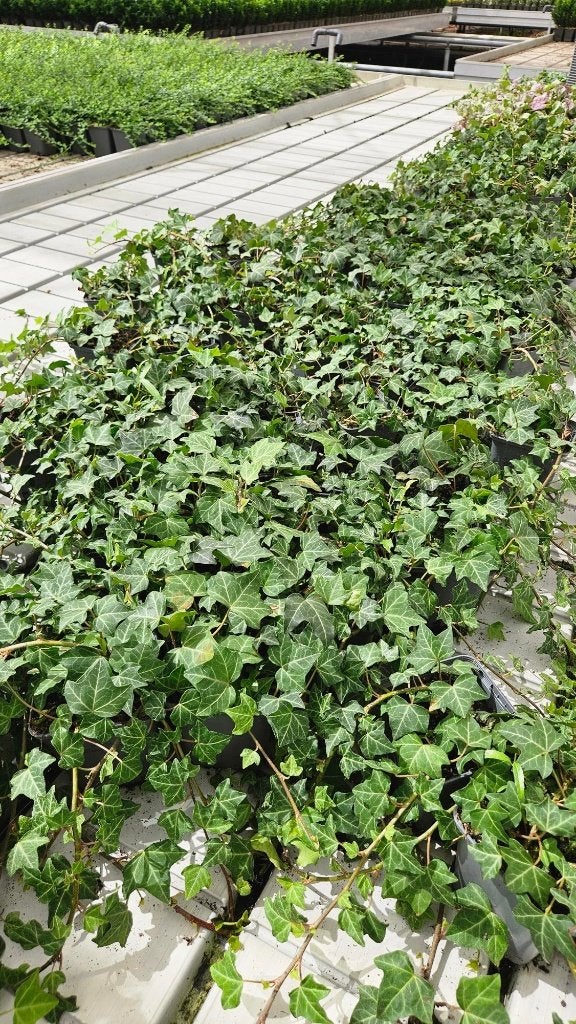 Hedera Helix - Klimop - kleinbladig - groen blijvend, Tuin en Terras, Vaste plant, Ophalen of Verzenden, Bloeit niet, Halfschaduw