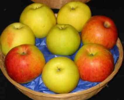 Fruitbomen, appels, peren, pruimen en kersen, Tuin en Terras, Ophalen, Lente, Overige soorten, Volle zon