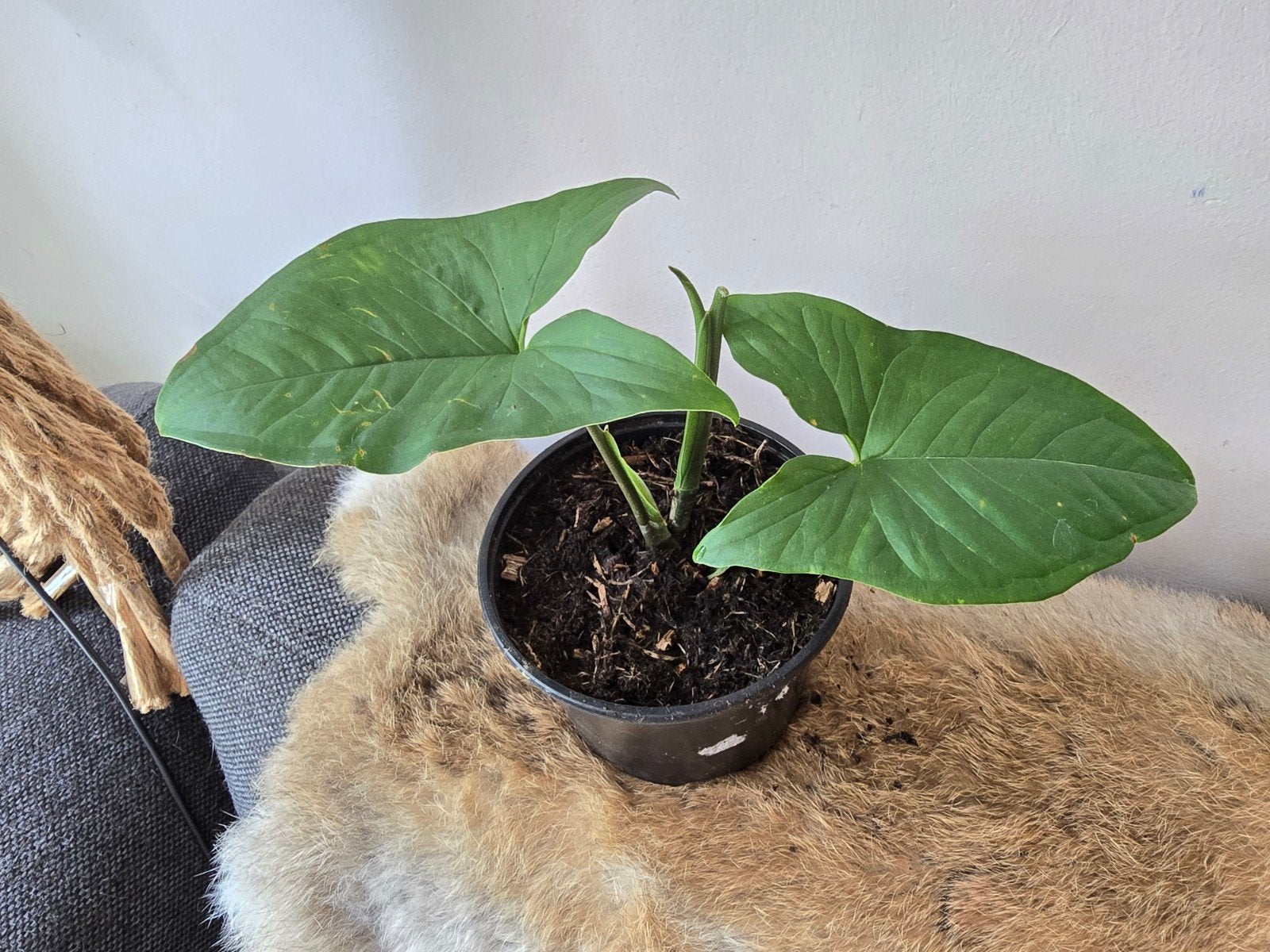 Syngonium, Huis en Inrichting, Kamerplanten, Ophalen, Halfschaduw, Minder dan 100 cm