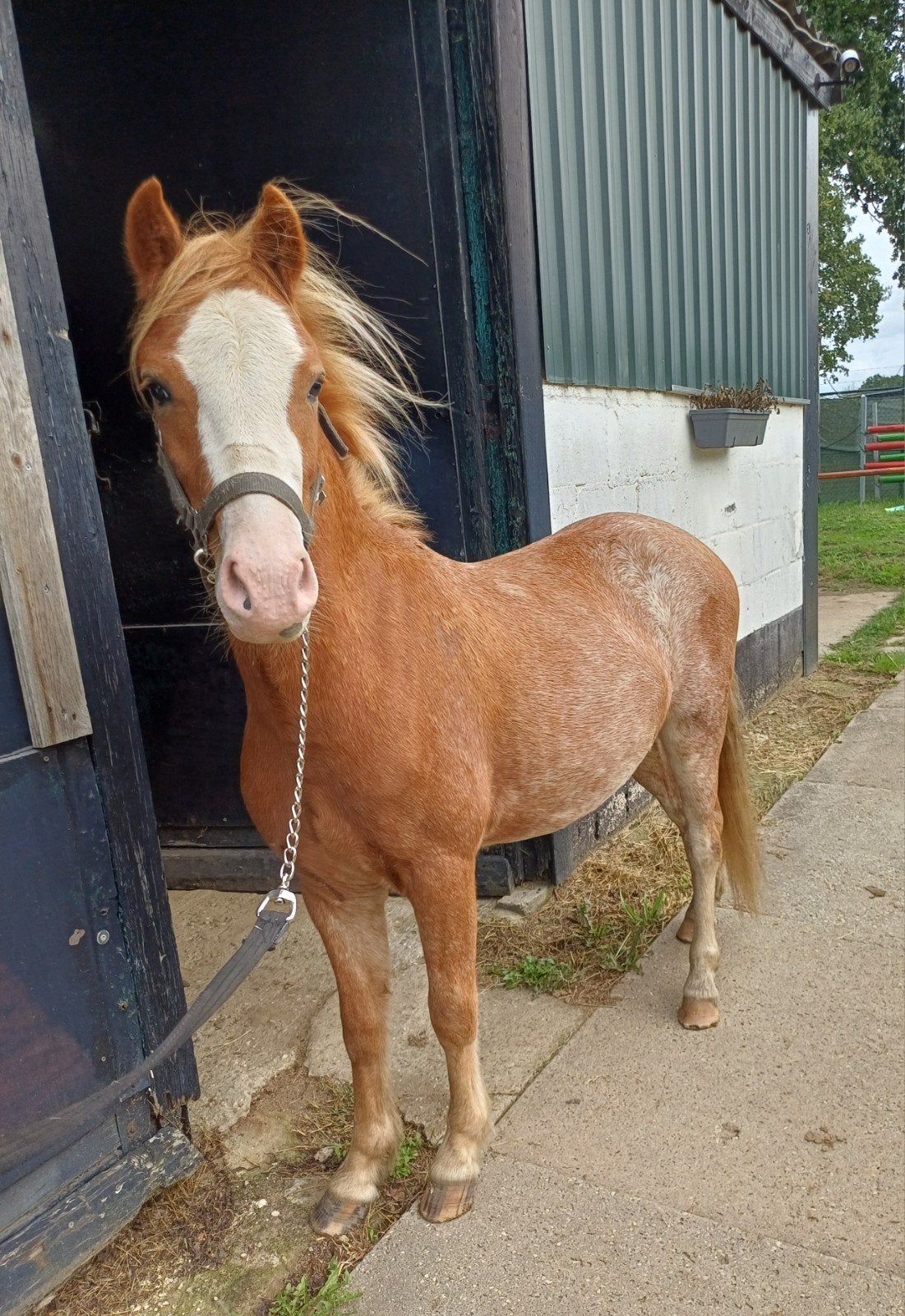 Welsh A Ruin en 2 shetlander ruintjes! 🩵🩵 2 jaar oud, Dieren en Toebehoren, Met stamboom, Ruin, 0 tot 2 jaar, A pony (tot 1.17m)