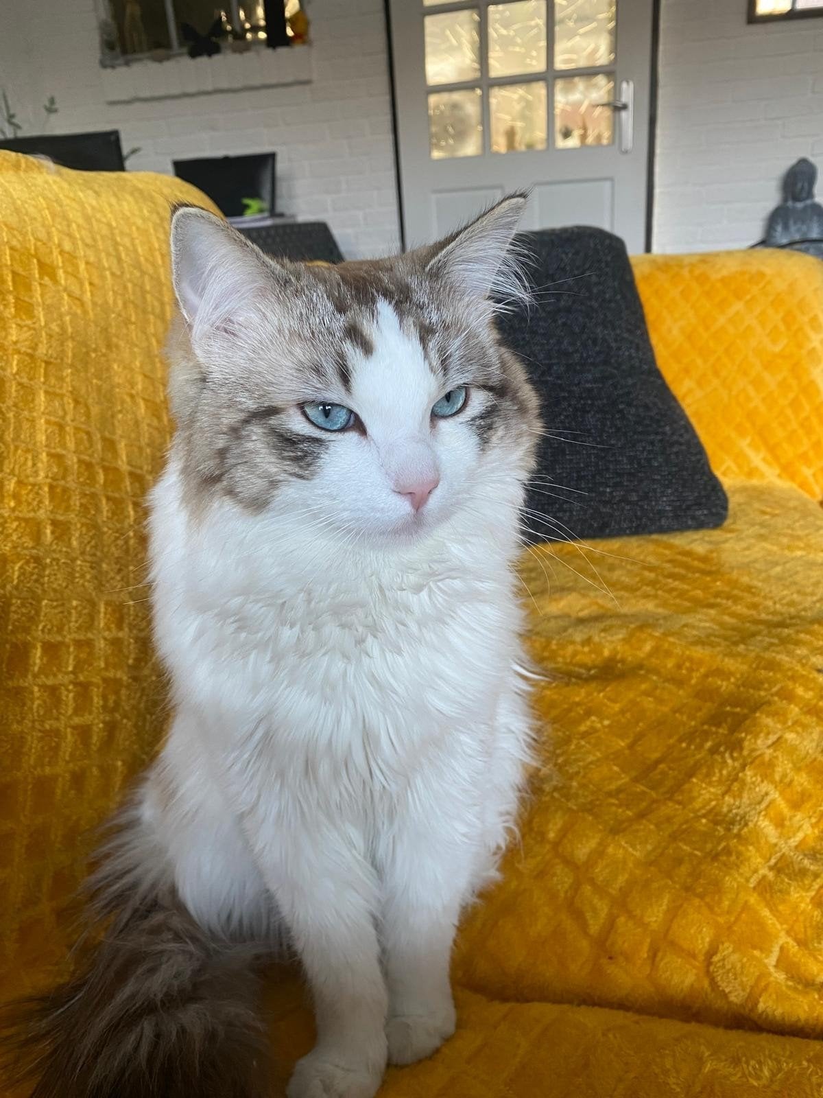 Ragdoll (Milas) is opzoek naar een nieuw baasje., Kater
