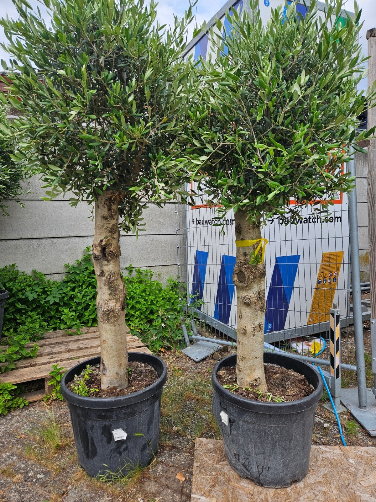 Olijfbomen dikke grillige stam; 139 euro, Volle zon, Ophalen of Verzenden, 100 tot 250 cm, Olijfboom