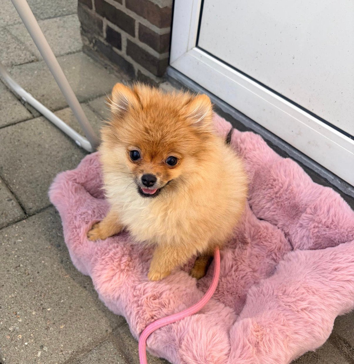 Pomeriaan teefje klein blijvend, Keeshond, 8 tot 15 weken, Teef, Eén hond