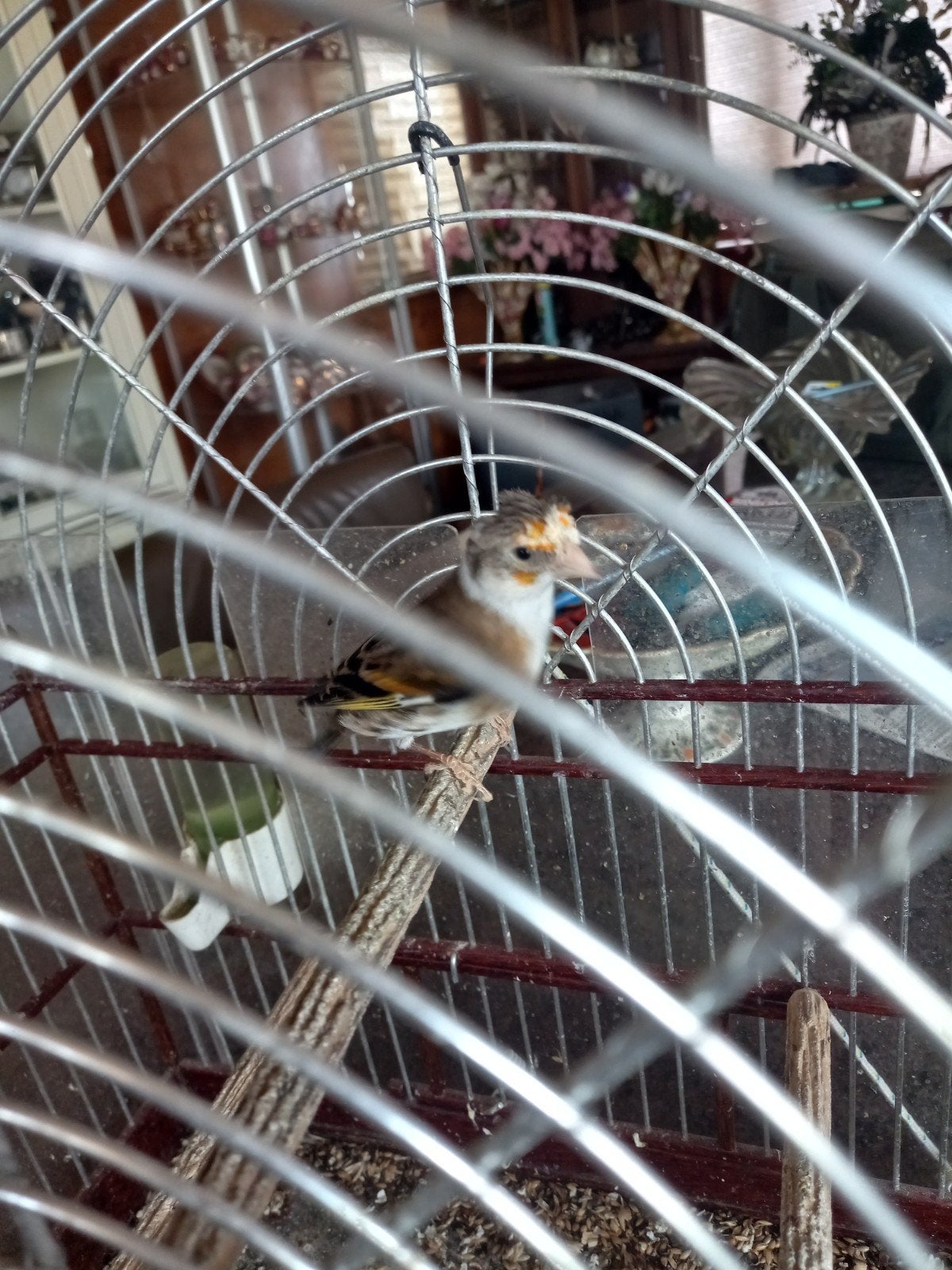 Bonte bastaard putter, Dieren en Toebehoren, Vogels | Overige Vogels, Mannelijk, Wildzangvogel
