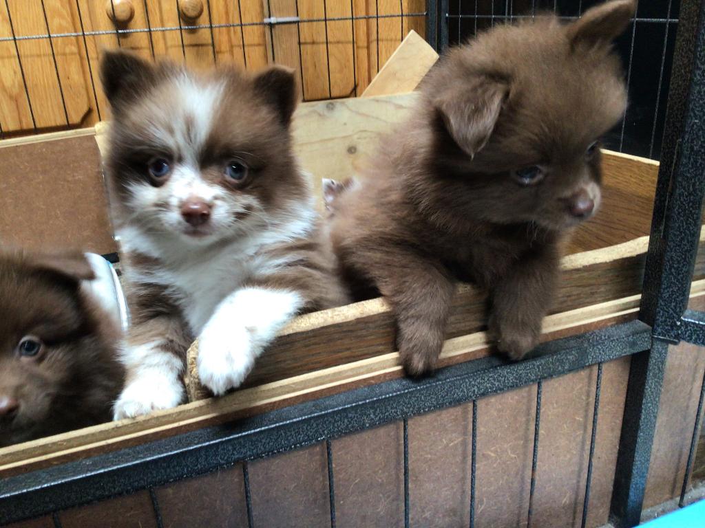 Pomchi pups te koop, Overige rassen, 8 tot 15 weken, Parvo, Meerdere