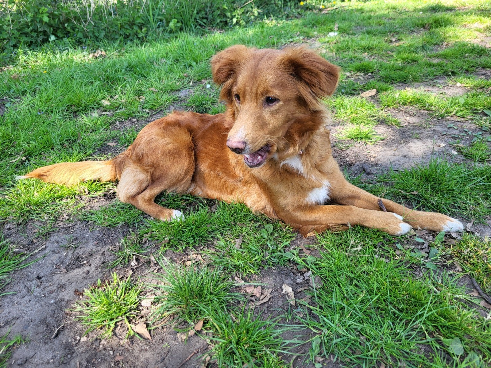 Nova Scotia duck tolling retriever pups., Parvo, Overige rassen, 8 tot 15 weken, Meerdere