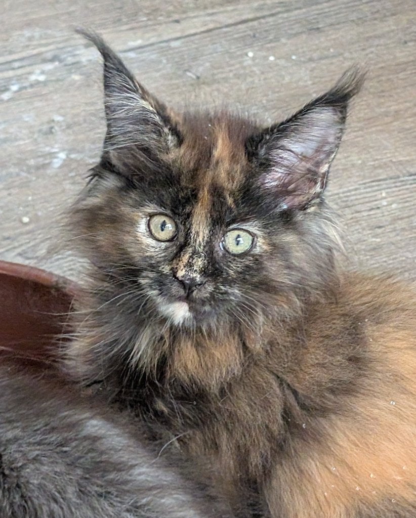 nog 1 mooi maine coon poesje, Poes, Ontwormd, 0 tot 2 jaar