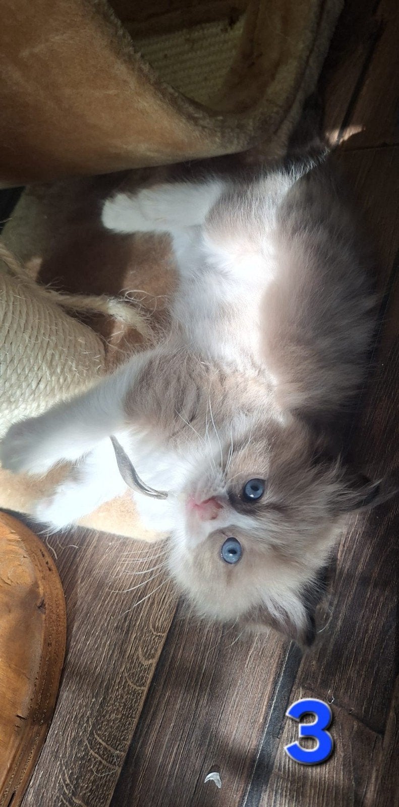 100% Ragdoll kittens, Dieren en Toebehoren, Kater, Ontwormd, 0 tot 2 jaar