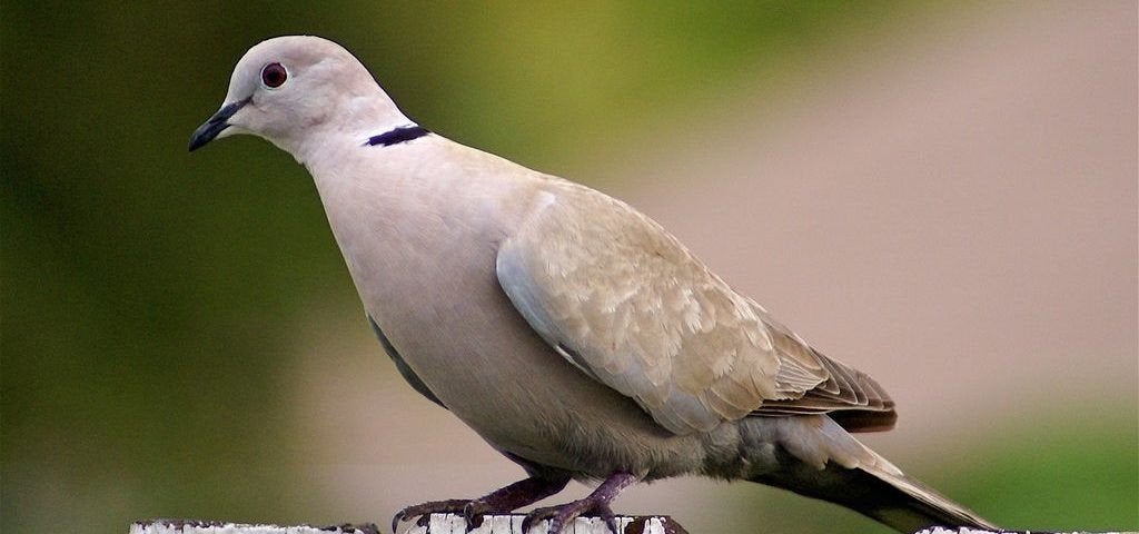 2 tortelduiven afhalen i.v.m verhuizing, Dieren en Toebehoren, Vogels | Overige Vogels, Vrouwelijk