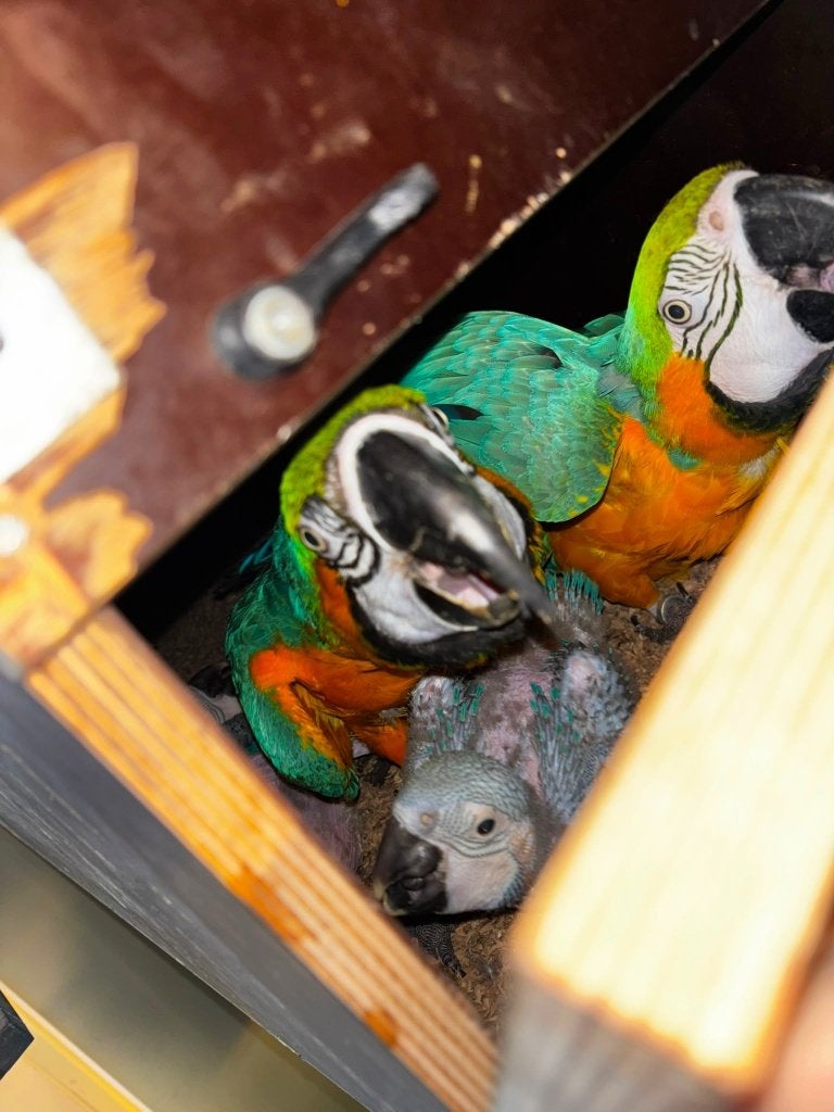Ara jongen 2026, Meerdere dieren, Papegaai, Geringd