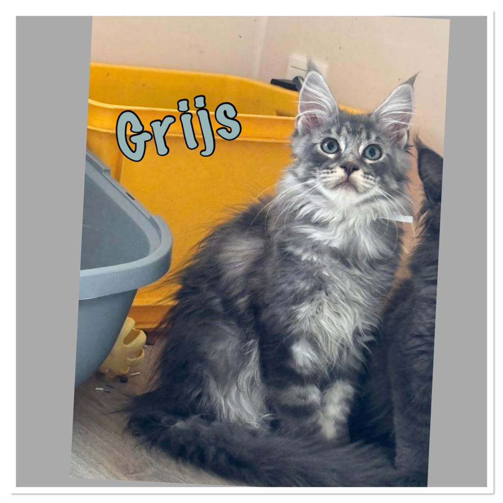 Mooie Maine Coon kittens tekoop, Dieren en Toebehoren, Katten en Kittens | Raskatten | Langhaar, Meerdere dieren, Gechipt, 0 tot 2 jaar