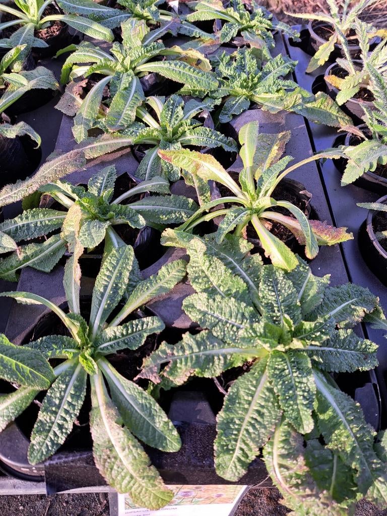 Dipsacus fullonum. / kaardebol vlinderbijen plant, Tuin en Terras, Ophalen, Overige soorten, Volle zon