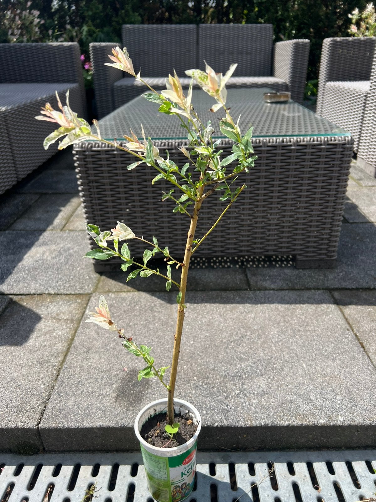 Salix integra, Verzenden, Minder dan 100 cm, Overige soorten, Lente