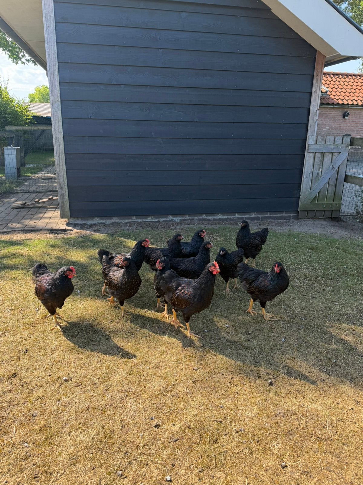 Barnevelders | Dubbel gezoomd | Raszuiver, Dieren en Toebehoren, Pluimvee, Meerdere dieren, Kip