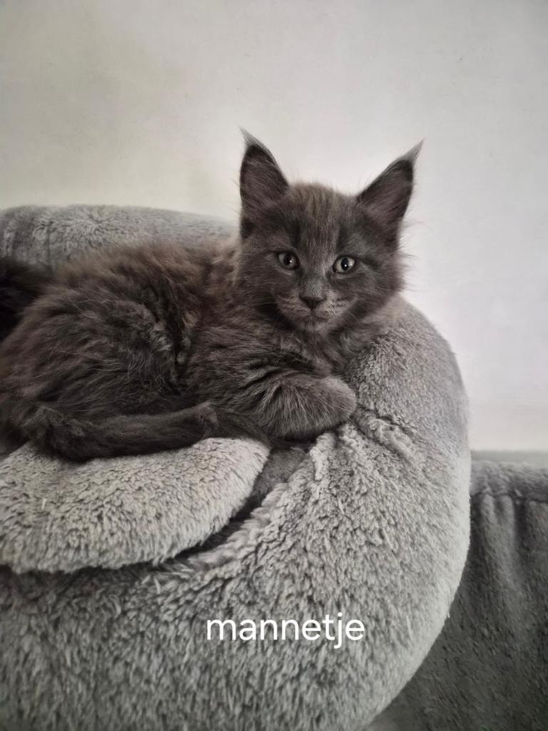 100% MAINCOON RASZUIVER, Meerdere dieren, Gechipt, 0 tot 2 jaar