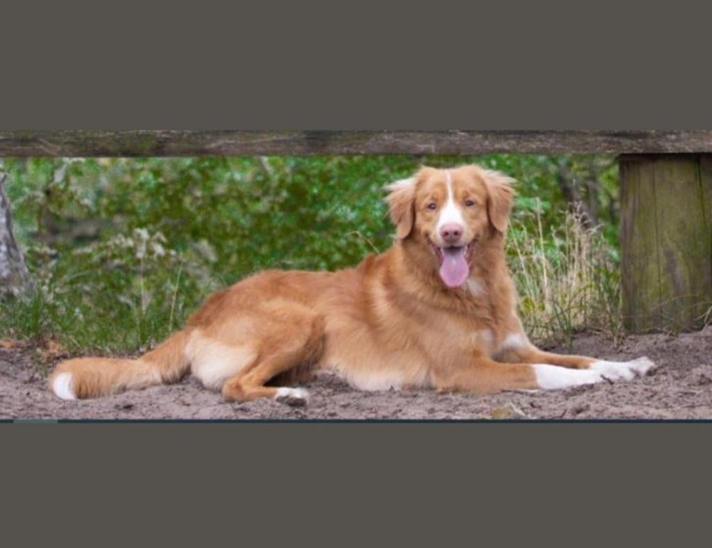 Nova Scotia Duck Tolling Retriever dekreu met stamboom, Reu, Parvo, Eén hond, 3 tot 5 jaar