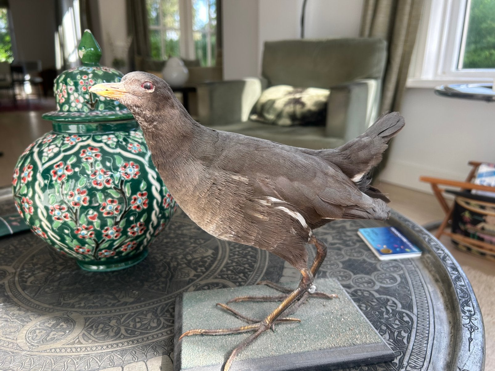 Opgezette waterhoen, Ophalen of Verzenden, Vogel, Opgezet dier