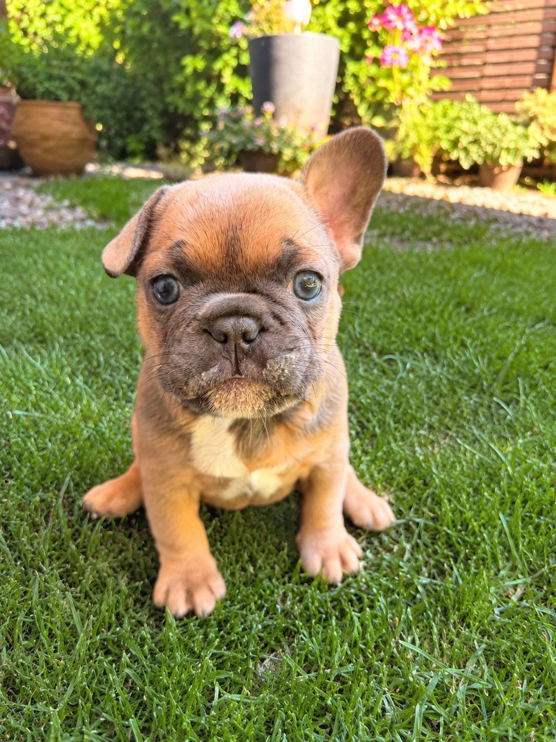 Exklusieve Franse Bulldog pups-liefdevol opgegroeid i️, 8 tot 15 weken, Parvo, Bulldog, Meerdere