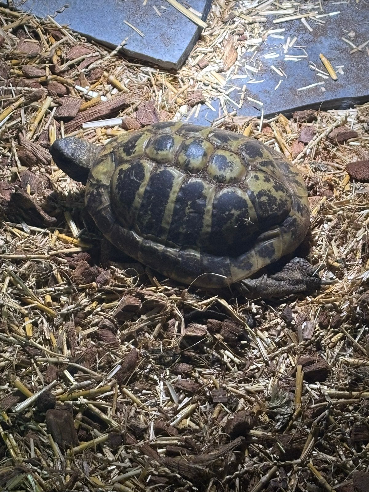 Testudo hermanni (griekse landschildpad) volwassen!